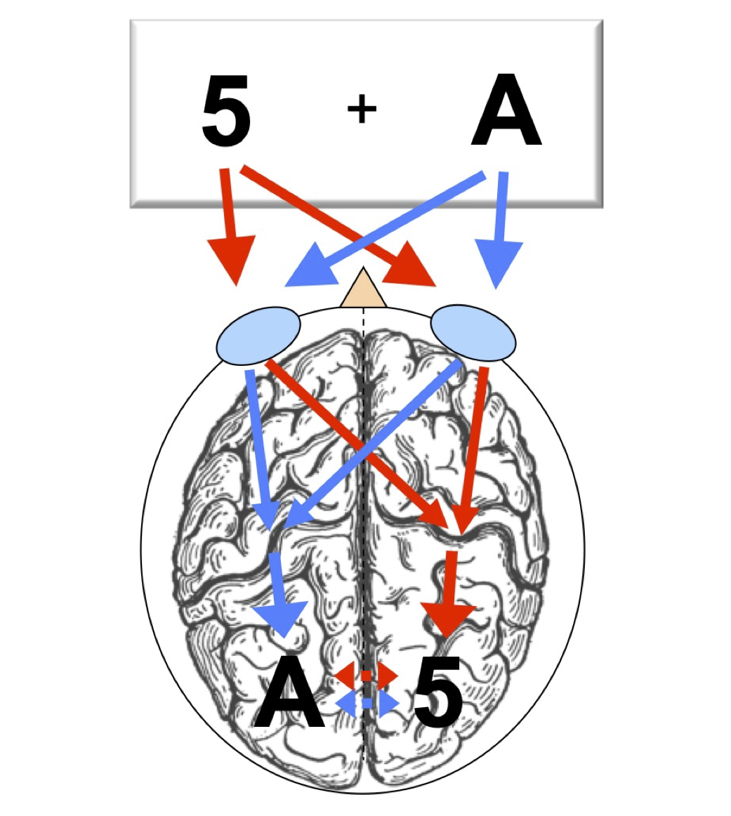 Scientific sketch